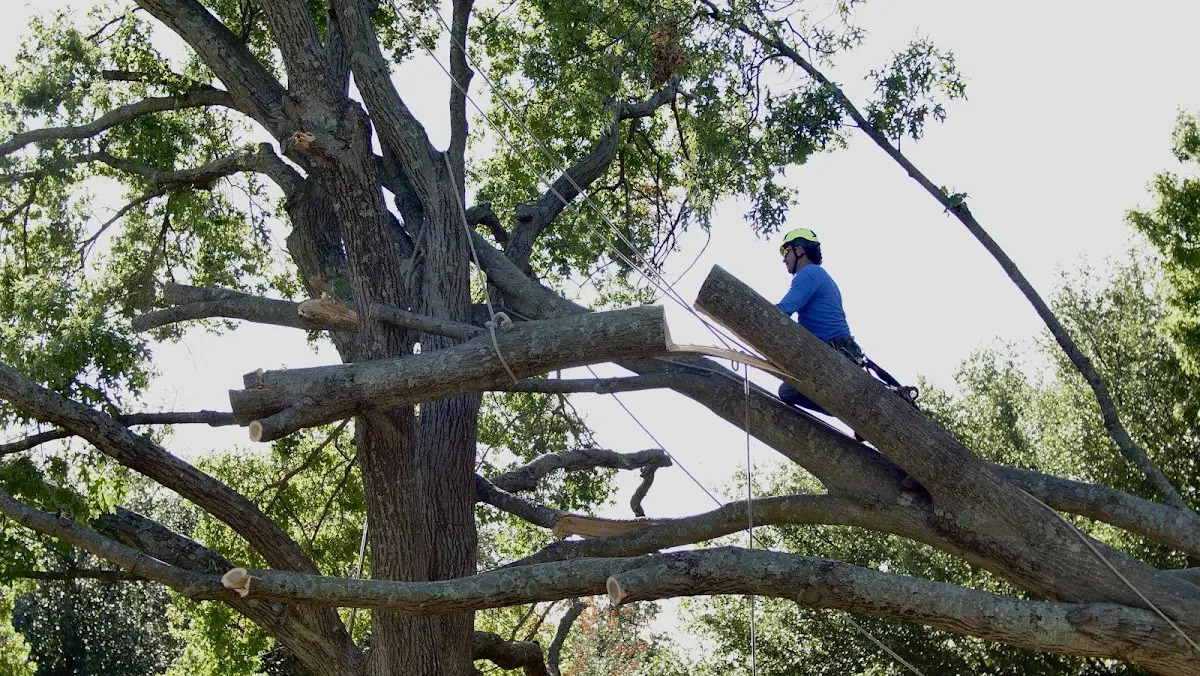 Professional Crown Thinning performed by certified arborists in Montalba