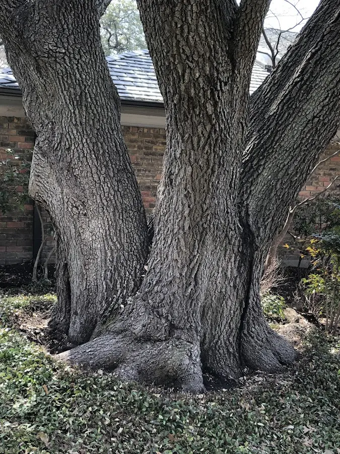 Mature heritage tree close to a Montalba property cared for by certified arborists